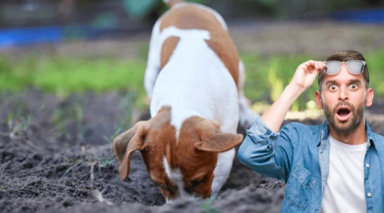 El verdadero motivo por el que los perros hacen hoyos en el jardín