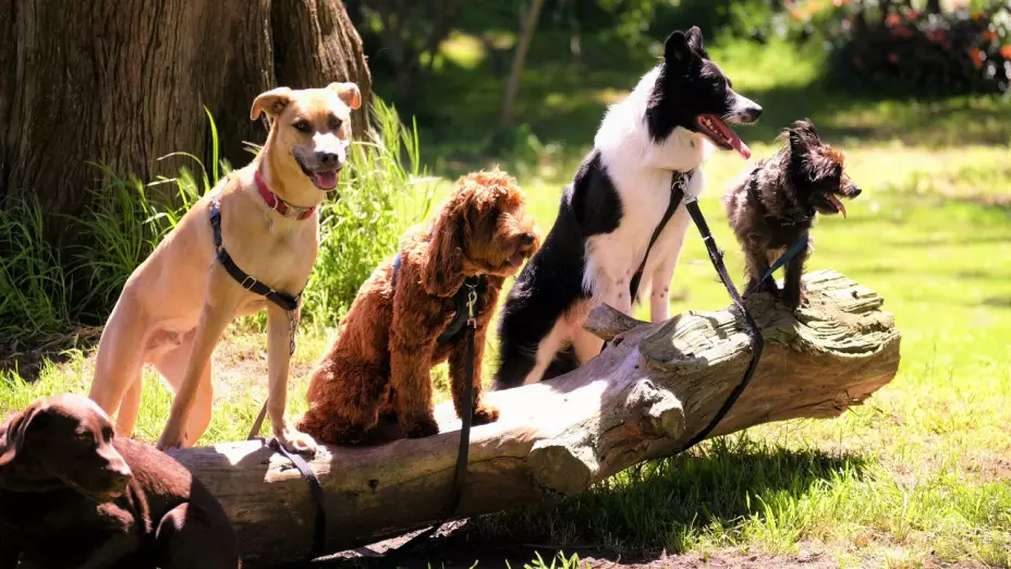Perros con collar encima de un tronco de un árbol.
