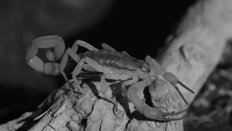 Picaduras de alacrán en Jalisco: ¿Cuántos casos se han registrado en 2025?