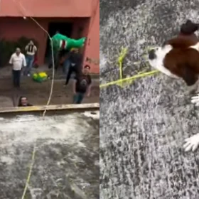 Perrito se vuleve viral por ayudar a jalar la piñata