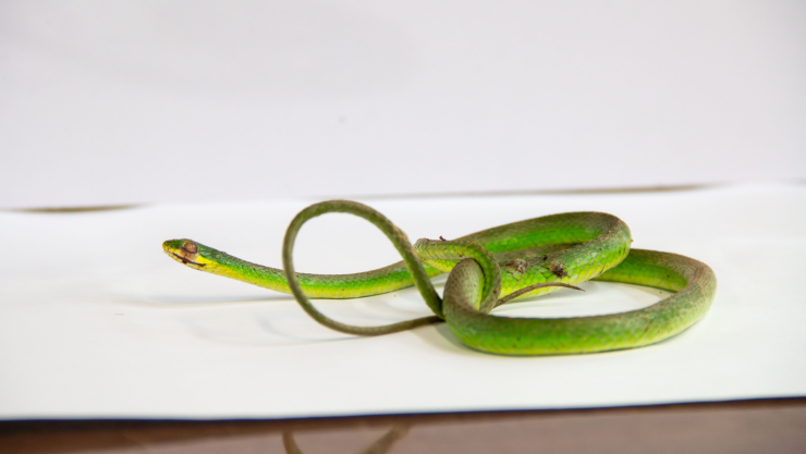 Reciben a culebra verde rugosa en estado crítico de salud y le dan primeros auxilios 31 de marzo 2025.png