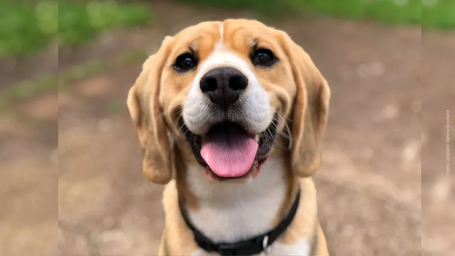 ¿Cómo identificar si estás comiendo tacos de perro?