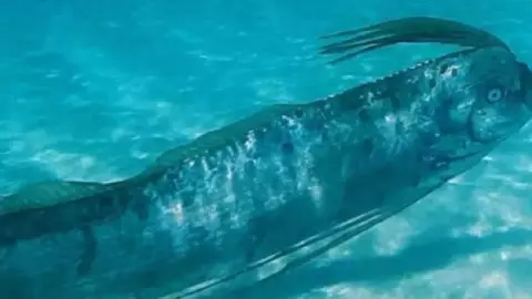 Temor en Baja California por aparición del pez remo, el que predice terremotos