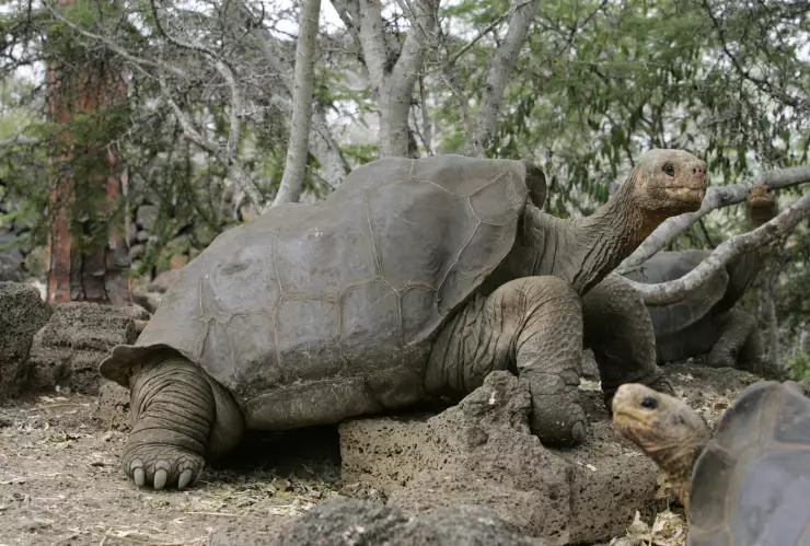 Foto de archivo. La tortuga gigante Solitario George en el parque nacional de las islas Galápagos.