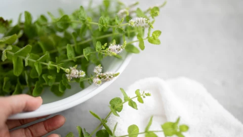 plantas baño