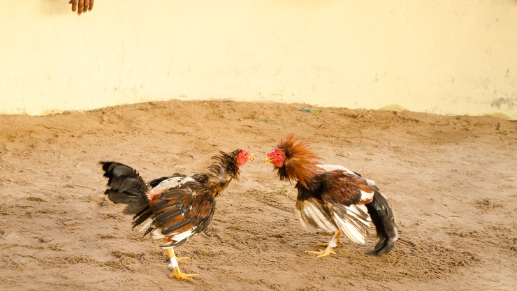 suspensión pelea de gallos