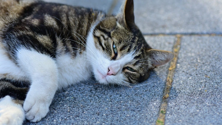 ¿Qué son los gatos ferales y por qué preocupa su propagación en Querétaro?