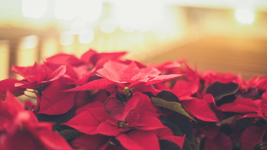 Aleja a tus mascotas de estas plantas en Navidad 2022