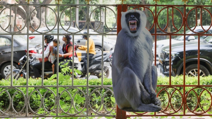 India utiliza monos falsos para ahuyentar a los macacos
