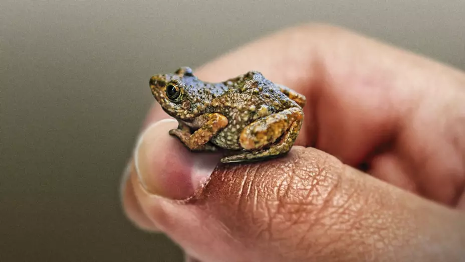 La rana silbadora fue descubierta en un panteón en CDMX.