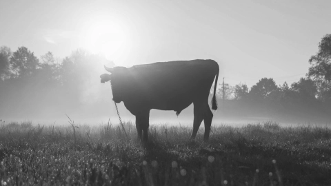 ¡Por ‘culpa’ de una vaca! Policía en Reino Unido fue sancionado; ¿cuál fue su delito?