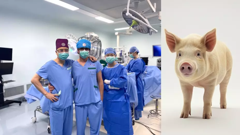 El rol de CRISPR en los órganos de cerdo