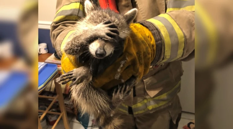 mapache bomberos comida.jpg