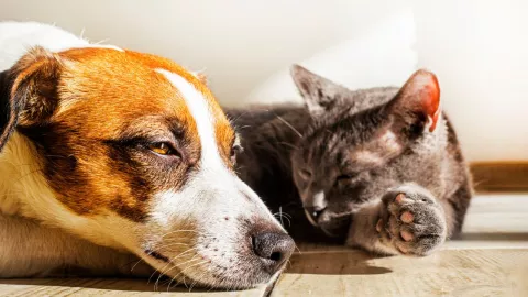 C+omo afecta la onda de calor a las mascotas