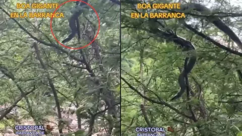 VIDEO | ¡Asombroso! Captan una ENORME serpiente en la Barranca de Huentitán