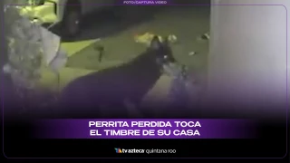VIDEO: Cámara de seguridad capta el momento en que una perrita perdida regresa a casa y toca el timbre