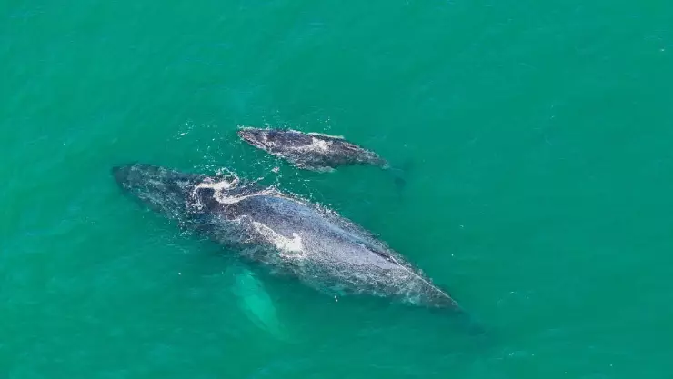 Ballena jorobada da a luz en Zihuatanejo