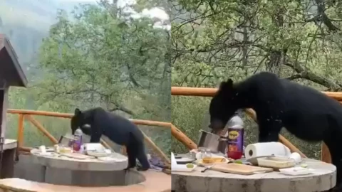 Oso roba comida en Artega Coahuila video