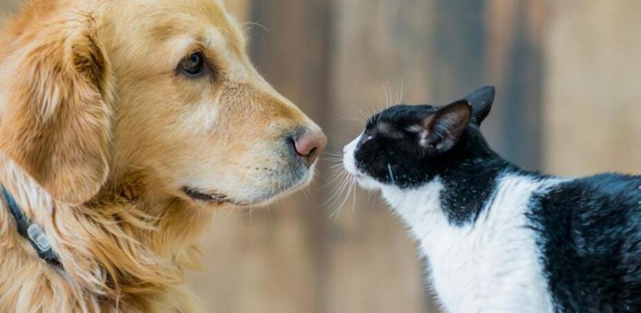 Día Mundial de la Esterilización - Diferencias entre esterilizar y castrar - Perros y gatos