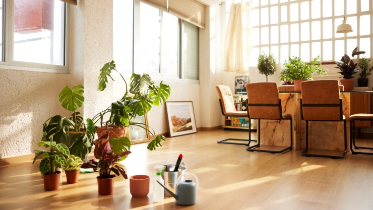 Estas son las tres plantas de interior que recomienda la NASA y purifican el máximo de aire
