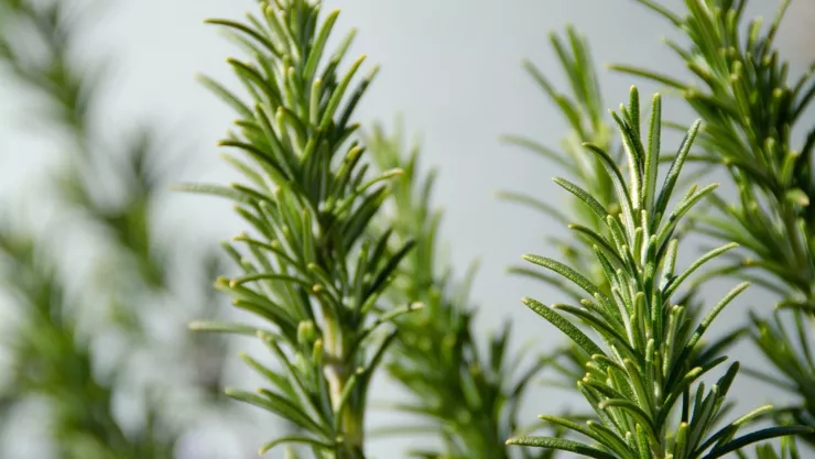 Así debes usar el romero para evitar la caída del cabello en una semana
