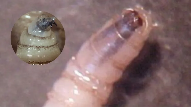 plaga gusano barrenador