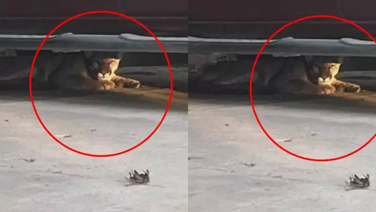 puma en el Nido de las Águilas 