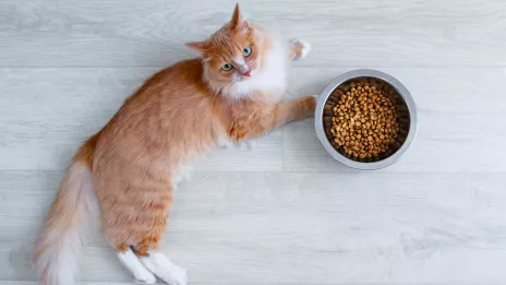  Mejor comida para gato 