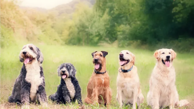 Si tus perros solo dieron un paseo y no están muy sucios, el shampoo seco puede ser una excelente alternativa.