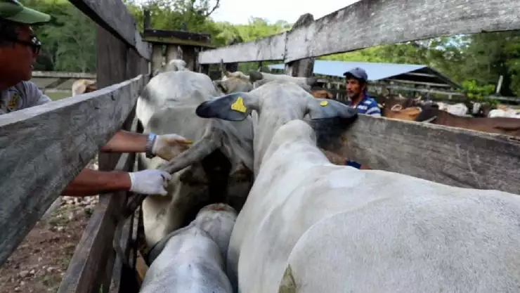 Más de 50 mdp destinados a los productores quintanarroenses