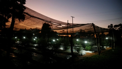 marihuana Paraguay