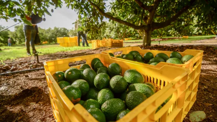 Exportación de aguacate Michoacán: México y EU establecen acuerdo de seguridad para inspectores