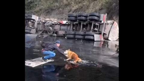 Perro pegado en derrame de chapopote, video viral.png