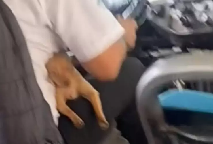 Graban a chofer de microbús llevando a su perrito en las piernas mientras trabaja y conmueve a todo el internet