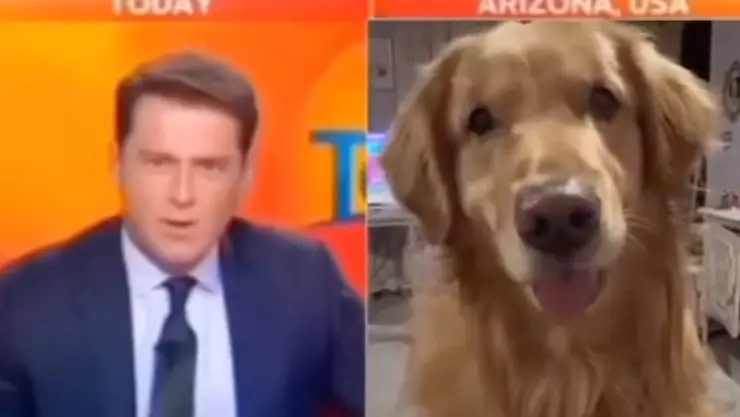 VIDEO_ Perro aparece accidentalmente en entrevista de noticiero; así reaccionó el presentador