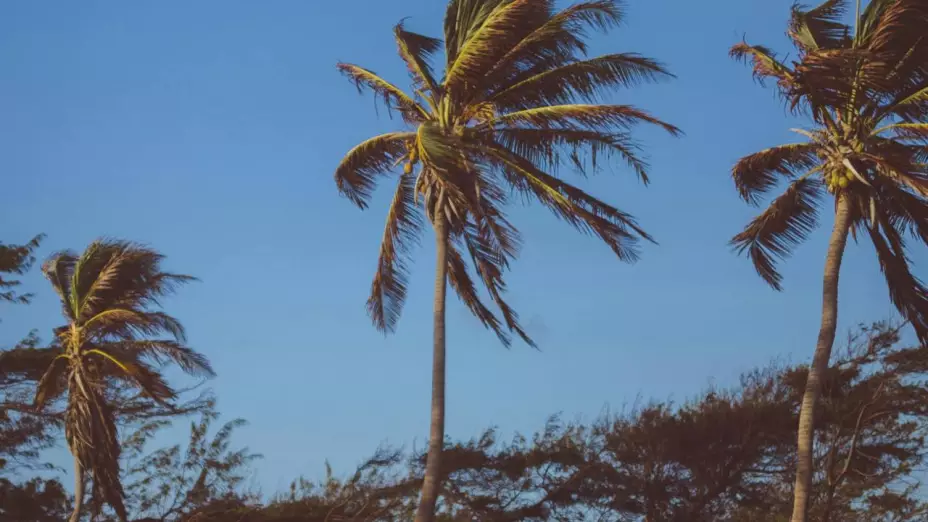 Viento palmeras