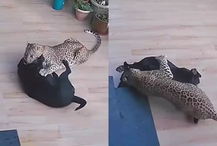 Perro pelea contra un leopardo y salva a su dueña; video.jpg