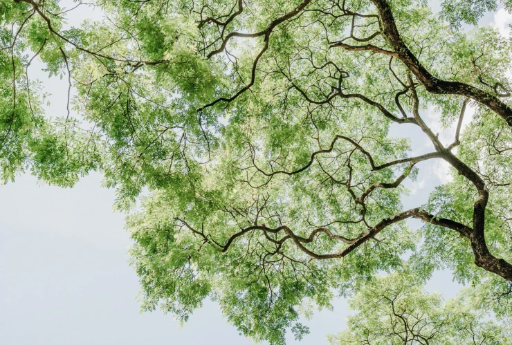 La zona que reforestarán el Parque Bicentenario