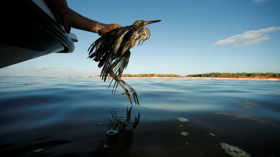 Aves migratorias_AP.jpg