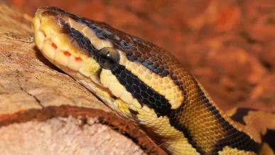  pitón gigante.jpg 