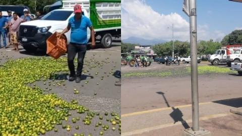 Limoneros-de-Apatzingán-Michoacán-tiran-dos-toneladas-de-fruta-por-desplome-de-precios