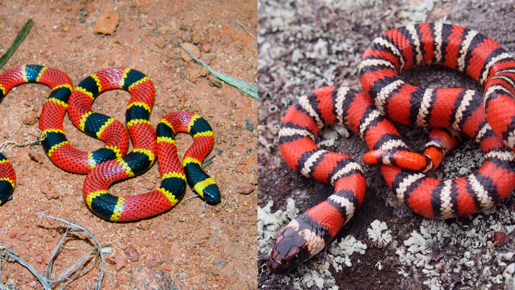 Falso coral y coralillo