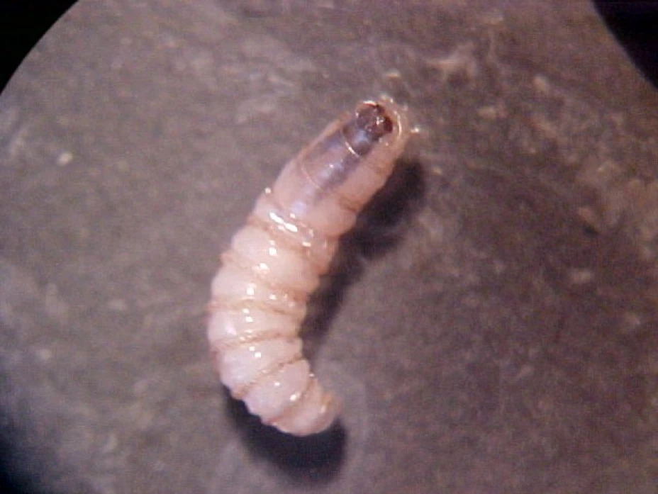 gusano barrenador miasis humana