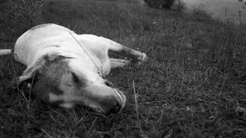 perro envenenamiento