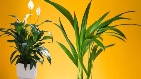 plantas de interior