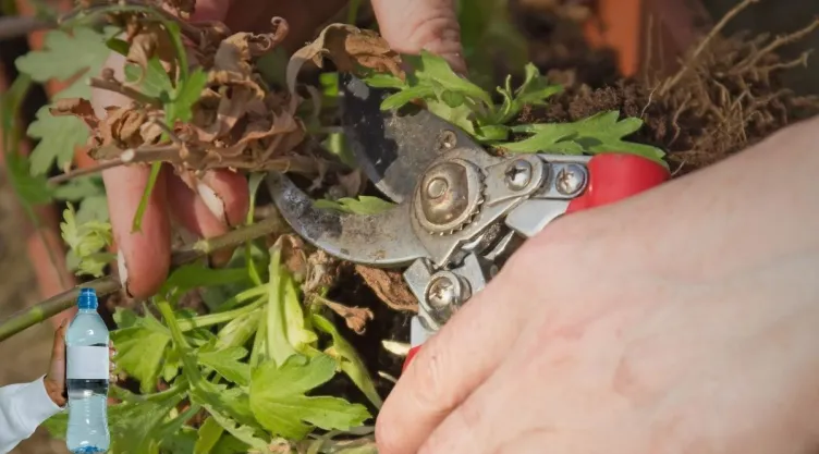 Manualidades de Jardinería Cómo crear macetas autorregantes a partir de botellas de plástico y cordón de algodón.jpg