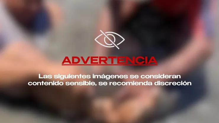 VIDEO: ¡IMÁGENES FUERTES! Cocodrilo muerde a un hombre dentro de una laguna