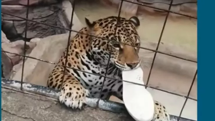 Jaguar en zoológico