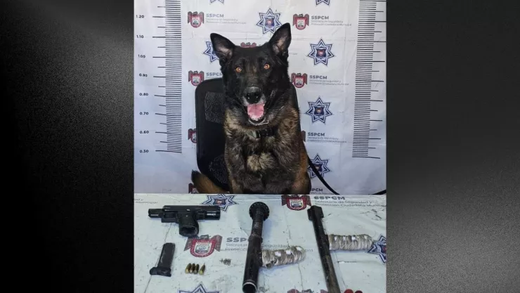 Agente Canino “Matz” logra detención de hombre armado en colonia Amparo Sánchez de Tijuana