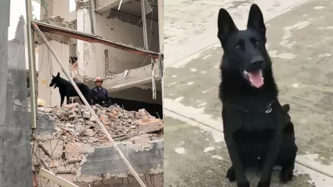 Togo, el perro rescatista que localizó a las víctimas del derrumbe en San Antonio Abad